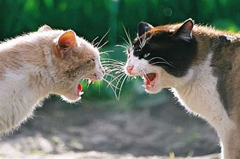 rever de tuer un animal